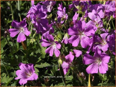 Geranium &#39;Sirak&#39;