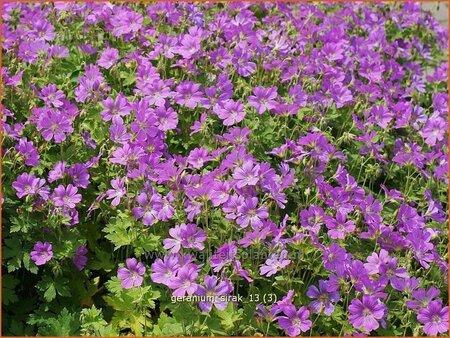 Geranium &#39;Sirak&#39;