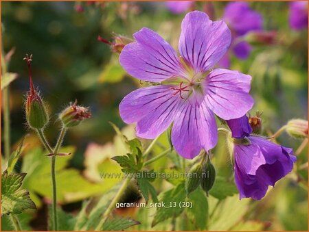 Geranium &#39;Sirak&#39;