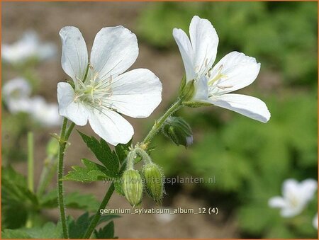 Geranium sylvaticum 'Album'