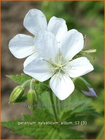 Geranium sylvaticum 'Album'
