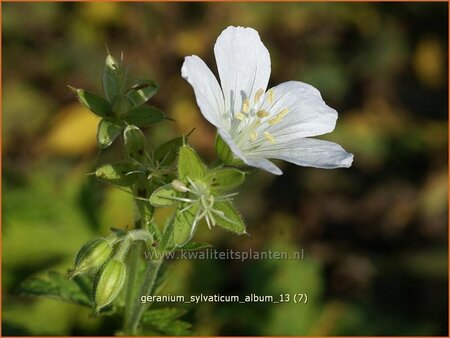 Geranium sylvaticum 'Album'