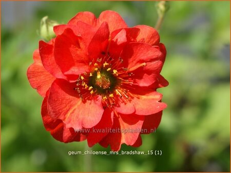 Geum chiloense &#39;Mrs Bradshaw&#39;