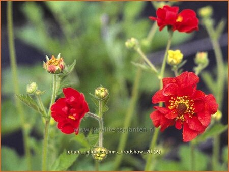 Geum chiloense &#39;Mrs Bradshaw&#39;