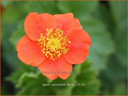 Geum coccineum &#39;Borisii&#39;