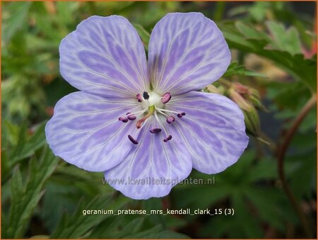 Geranium pratense &#39;Mrs Kendall Clark&#39;