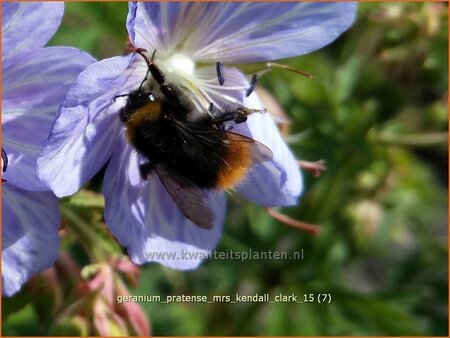 Geranium pratense &#39;Mrs Kendall Clark&#39;