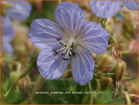Geranium pratense &#39;Mrs Kendall Clark&#39;
