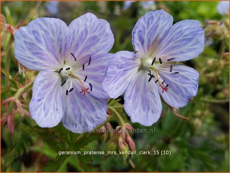 Geranium pratense &#39;Mrs Kendall Clark&#39;