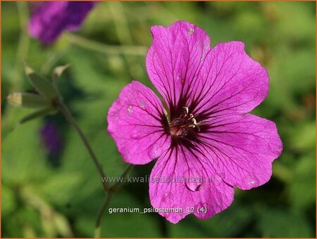 Geranium psilostemon