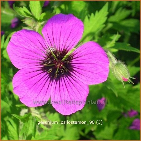 Geranium psilostemon