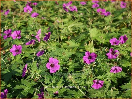 Geranium psilostemon