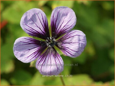 Geranium 'Salome'