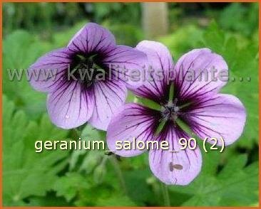 Geranium 'Salome'