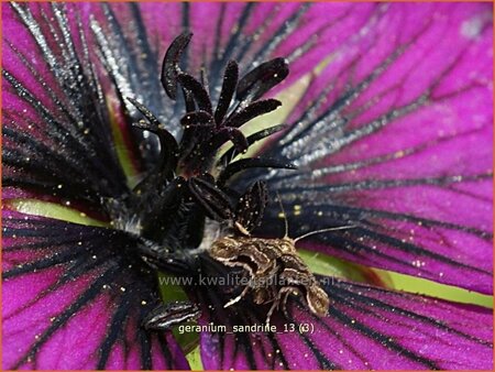 Geranium &#39;Sandrine&#39;