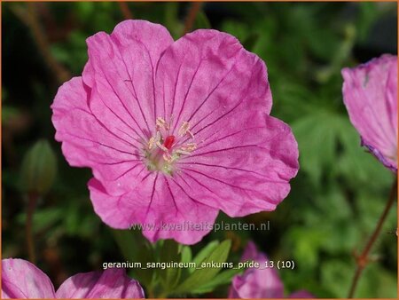Geranium sanguineum &#39;Ankum&#39;s Pride&#39;