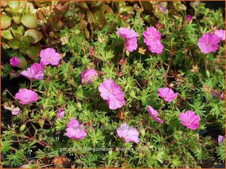 Geranium sanguineum &#39;Ankum&#39;s Pride&#39;