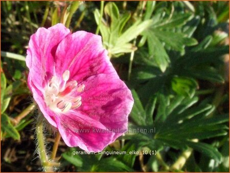 Geranium sanguineum &#39;Elke&#39;