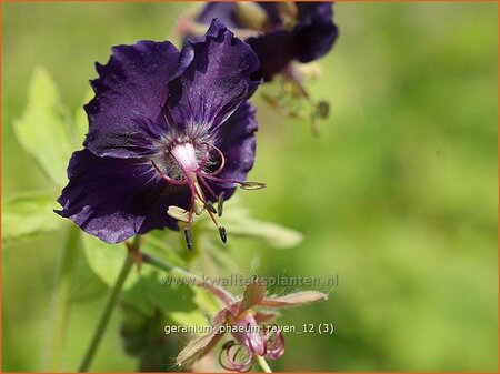 Geranium phaeum &#39;Raven&#39;