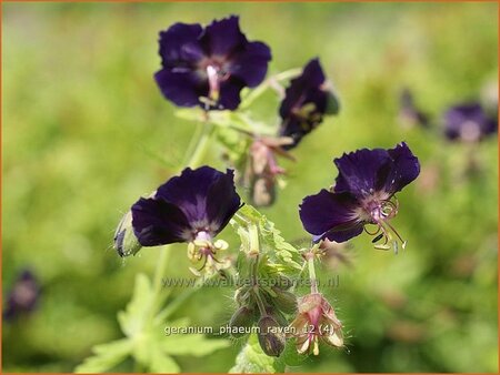 Geranium phaeum &#39;Raven&#39;