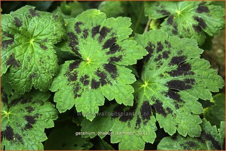 Geranium phaeum &#39;Samobor&#39;