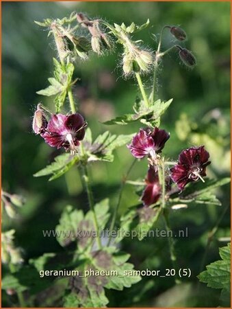 Geranium phaeum &#39;Samobor&#39;