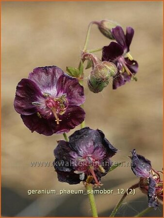 Geranium phaeum &#39;Samobor&#39;