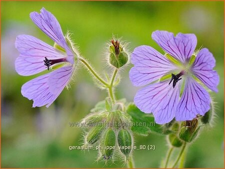 Geranium &#39;Philippe Vapelle&#39;