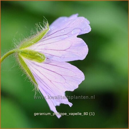 Geranium &#39;Philippe Vapelle&#39;