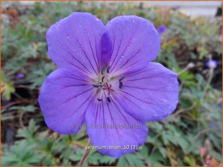 Geranium 'Orion'