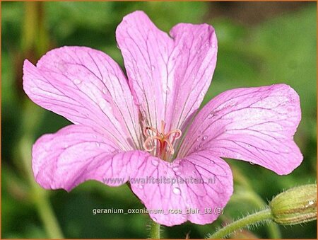 Geranium oxonianum &#39;Rose Clair&#39;