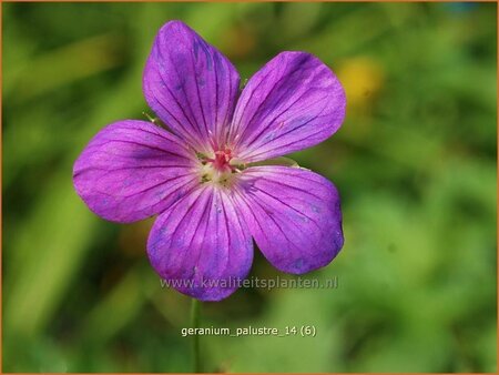 Geranium palustre