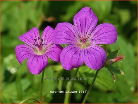 Geranium palustre