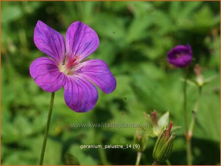 Geranium palustre