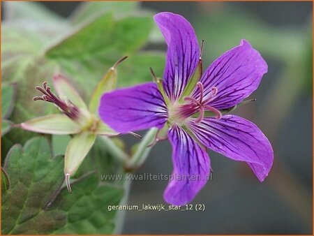 Geranium 'Lakwijk Star'