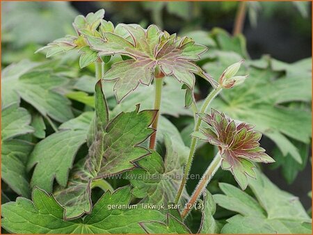 Geranium 'Lakwijk Star'