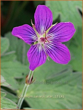 Geranium 'Lakwijk Star'
