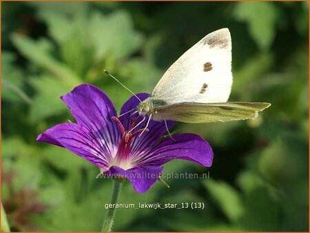 Geranium 'Lakwijk Star'