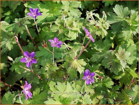 Geranium 'Lakwijk Star'