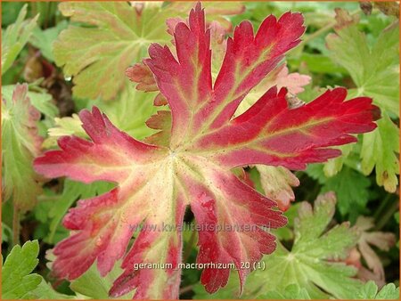 Geranium macrorrhizum