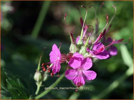 Geranium macrorrhizum