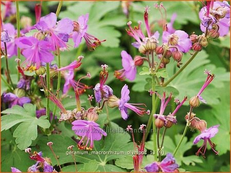 Geranium macrorrhizum &#39;Olympos&#39;