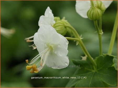 Geranium macrorrhizum &#39;White Ness&#39;