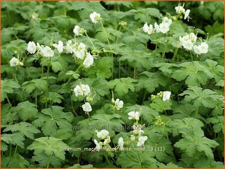 Geranium macrorrhizum &#39;White Ness&#39;