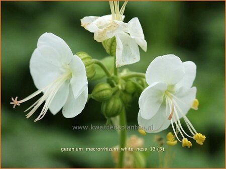 Geranium macrorrhizum &#39;White Ness&#39;