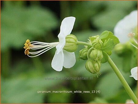 Geranium macrorrhizum &#39;White Ness&#39;