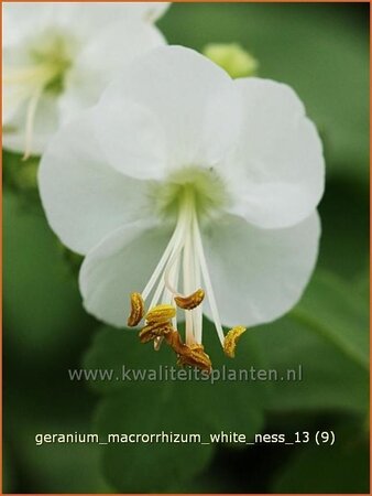 Geranium macrorrhizum &#39;White Ness&#39;