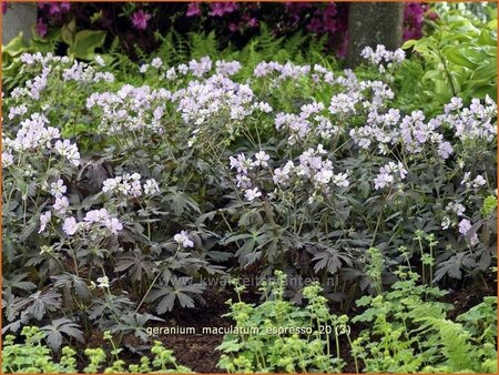 Geranium maculatum &#39;Espresso&#39;