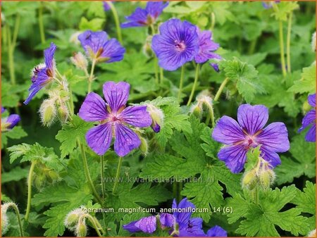 Geranium magnificum &#39;Anemoniflorum&#39;