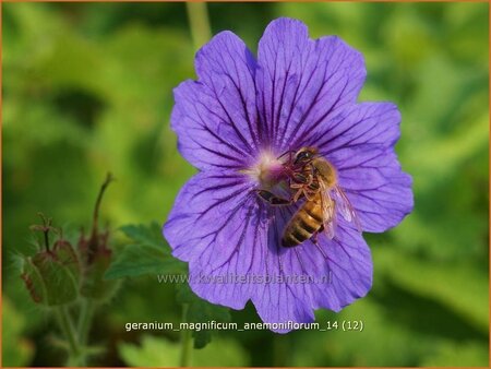 Geranium magnificum &#39;Anemoniflorum&#39;